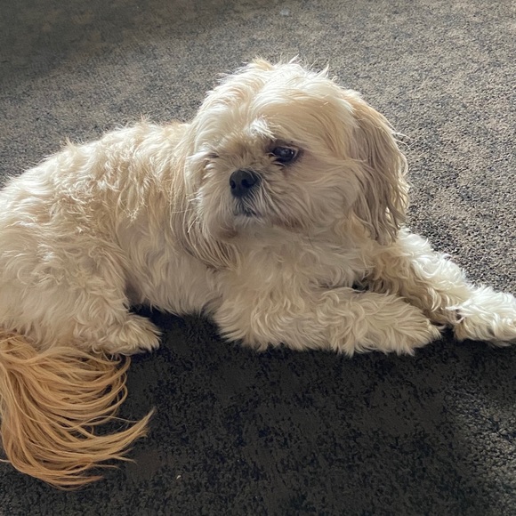 Shitzu - Picture 6 of 6